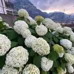 Hydrangea arborescensফুল