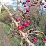 Crataegus laciniata Fruit