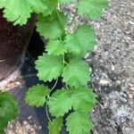 Poterium sanguisorba Blatt