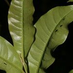 Ardisia guianensis 樹皮