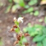 Goodyera oblongifolia Flower