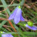 Campanula rotundifoliaŽiedas