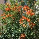 Leonotis leonurus Blüte