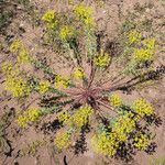Euphorbia seguieriana Hábito