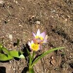 Tulipa humilis പുഷ്പം