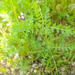 Astragalus asterias Habit