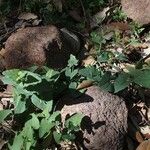 Aristolochia pistolochia Habit