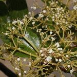 Viburnum venustum Hoja