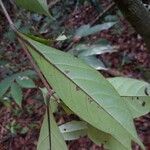 Timonius flavescens Leaf