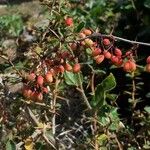 Berberis aetnensis Fruit