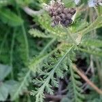 Achillea odorata Лист