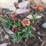Malephora crocea Çiçek
