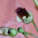 Scrophularia nodosa പുഷ്പം