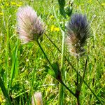 Trifolium arvense Fruto