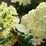 Hydrangea paniculata फूल