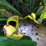 Nepenthes mirabilis 花