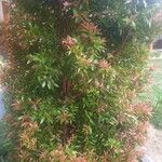 Syzygium jambos Lapas