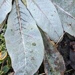 Verbascum boerhavii Feuille