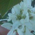 Amelanchier alnifolia Blüte