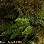 Woodsia ilvensis Other