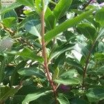 Catharanthus roseus Blatt