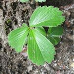 Fragaria chiloensis Foglia