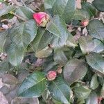 Camellia sasanqua Frunză