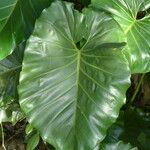 Philodendron giganteum Leaf