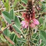 Indigofera schimperi 花