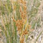 Juncus maritimus Fruit