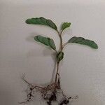 Phyllanthus urinaria 葉