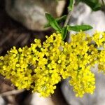 Odontarrhena muralis 花