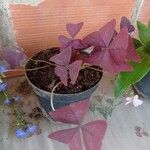 Oxalis triangularisLeaf