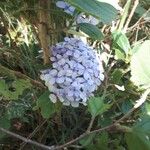 Hydrangea macrophyllaFlor