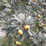 Crataegus azarolus Fruit