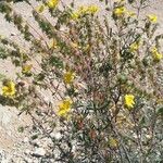 Helianthemum syriacumBlad