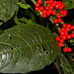Witheringia coccoloboides Fruit
