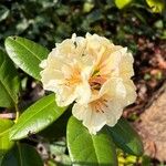 Rhododendron aureum Blodyn