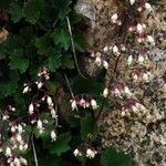 Heuchera rubescens Celota