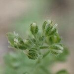 Alyssum alyssoides Blomma