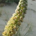 Reseda alba Bloem