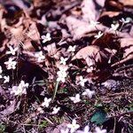 Houstonia caerulea Virág