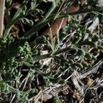 Lomatium nevadense Habitus