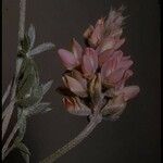 Lupinus sellulus Flower