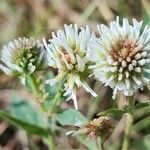 Trifolium montanum Kvet