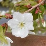 Prunus speciosa 花