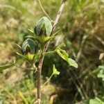 Hibiscus lunariifolius Fruto