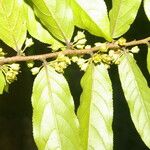 Casearia arborea Hoja