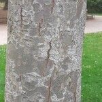 Parrotia subaequalis Corteza