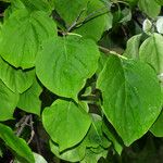 Syringa reticulata Leaf